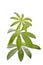 Woodruff leaf herb