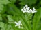 Woodruff medicinal plant with flower
