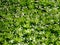 Woodruff medicinal plants with flower