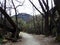 Woods in Arrowtown (Gladden Fields), New Zealand