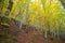 Woods in autumn with coorful leaves beech trees, Italy.