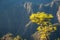 The woods Cumbrecita mountains in the Caldera de taburiente national park