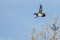 Woods Ducks Flying Over the Tops of Autumn Trees