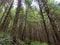 Woods, Ferns, Trees, Hike, Oregon