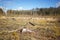 Woods logging stump after deforestation woods