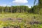 Woods logging stump after deforestation woods