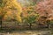 Woods of maple trees on a mountain, branches of yellow and red leaves above wooden fence