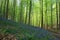 Woods in springtime with a carpet of blue wood hyacinth