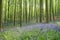 Woods in springtime with a carpet of blue wood hyacinth