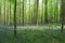 Woods in springtime with a carpet of blue wood hyacinth