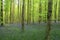 Woods in springtime with a carpet of blue wood hyacinth