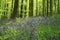 Woods in springtime with a carpet of blue wood hyacinth