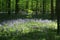 Woods in springtime with a carpet of blue wood hyacinth