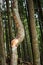 In the woods, tree with bent trunk. A pine forest in the mountains