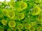 Woodspurge Euphorbia amygdaloides flowers closeup