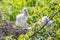 Woodstork Babies On Nest