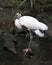 Woodstork bird stock photo. Picture. Photo. Image. Portrait. Woodstork bird close-up profile view bokeh background. Standing on