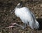 Woodstork bird stock photo.  Woodstork bird close-up profile view resting on its legs