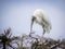 Woodstork on branches