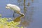 Woodstork Drinking Water With Face Submerged