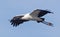 Woodstork Soaring over Wakodahatchee Wetlands