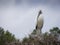 Woodstork standing tall