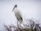 Woodstork standing tall