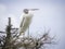 Woodstork standing tall