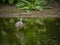 Woodstork standing tall