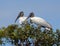 Woodstorks (Mycteria americana)