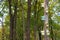 Woodsy image of old weathered tree covered in bright and colorful birdhouses