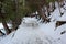 Woodsy scene with freshly fallen snow and sunlight streaming through trees along a hikers`  path