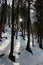 Woodsy scene with freshly fallen snow and sunlight streaming through trees along a hikers`  path
