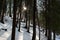 Woodsy scene with inches of fresh snow and sun streaming through copse of trees