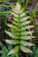 Woodwardia fern leaf