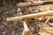 Woodworking, making a new didgeridoo from alder tree