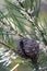 Woody fruit and delicate flowers of the Australian native Needlebush, Hakea gibbosa