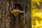 Woody mushroom or Fomitopsis pinicola on the tree