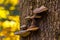 Woody mushroom or Fomitopsis pinicola on the tree