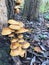 woody mushrooms in the autumn forest