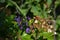 Woody nightshade flowering in a hedgerow