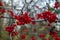 Woody Nightshade poisonous berries