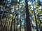 Woody wilderness of trees , Mount Takao, Tokyo. Japan