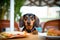 Woof & Chow: A Dog\\\'s Culinary Adventure with a Hamburger AI Generated Illustration