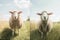 wool animal meadow sheep green lamb field grass farm sun. Generative AI.