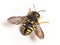 Wool carder bee Anthidium manicatum