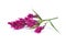 Wool flower,Celosia Argentea L. var cristata L. Kuntze