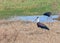 Wool neck Stork Pair in search of food