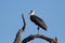 Wool neck stork sitting and grooming himself on a dry branch