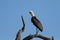 Wool neck stork sitting and grooming himself on a dry branch